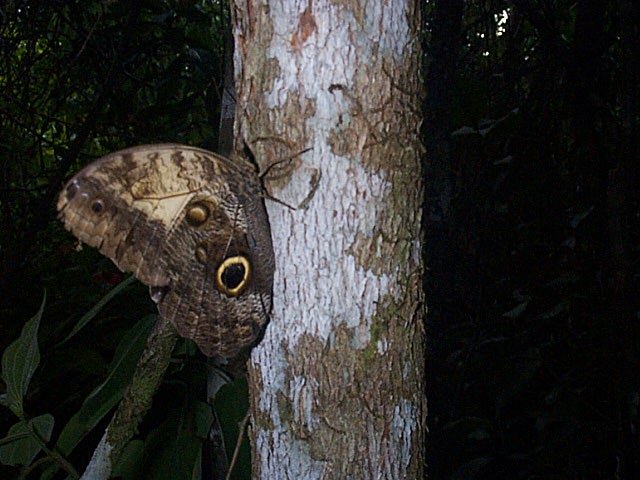 Cockscomb Owl-Butterfly 12.03.03.jpg - cookscomb, eulenfalter im jaguar-reservat